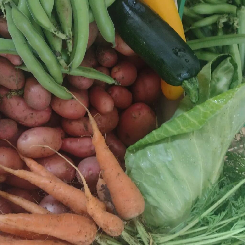 Légumes bios des Jardins de la Sanguèze : pommes de terre, carottes, chou, courgettes, petits pois