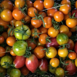 tomates anciennes bios de la Ferme de la Mottrie