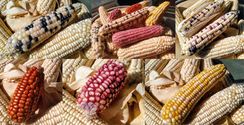 Un maïs population ?