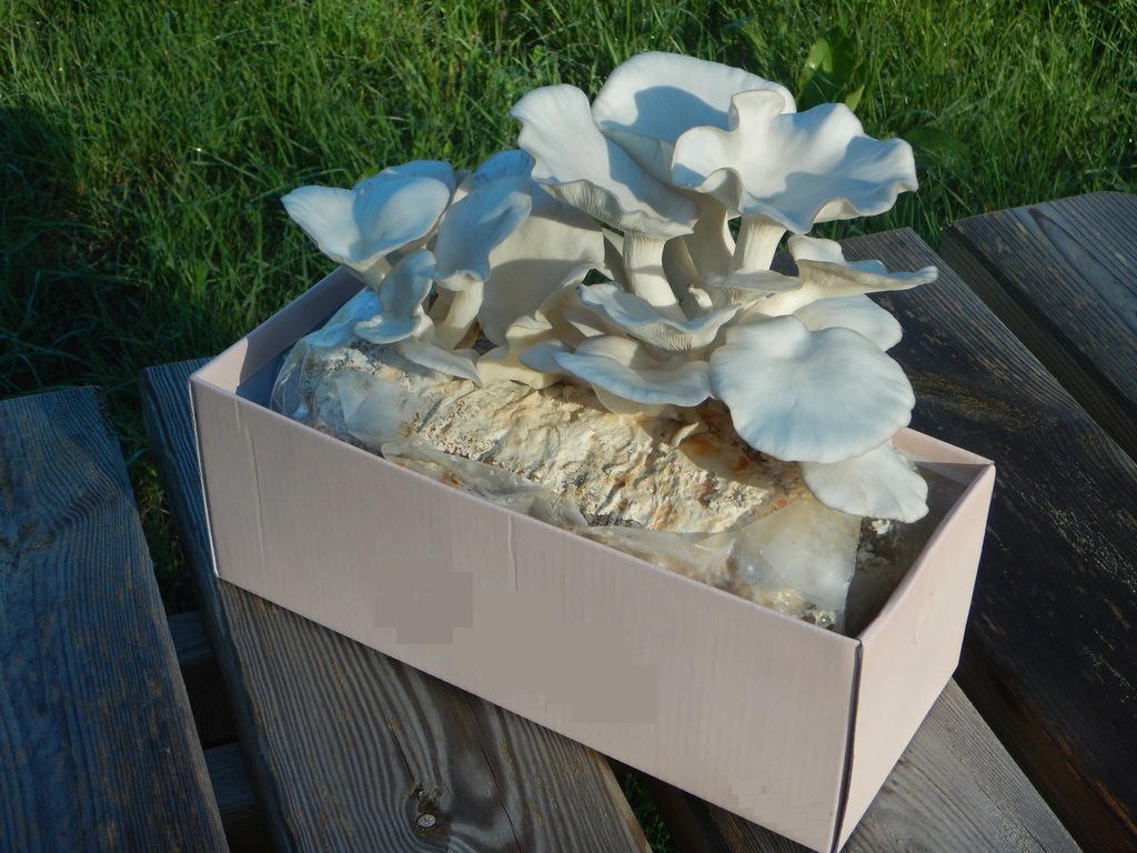 Les pleurotes de Fabrice