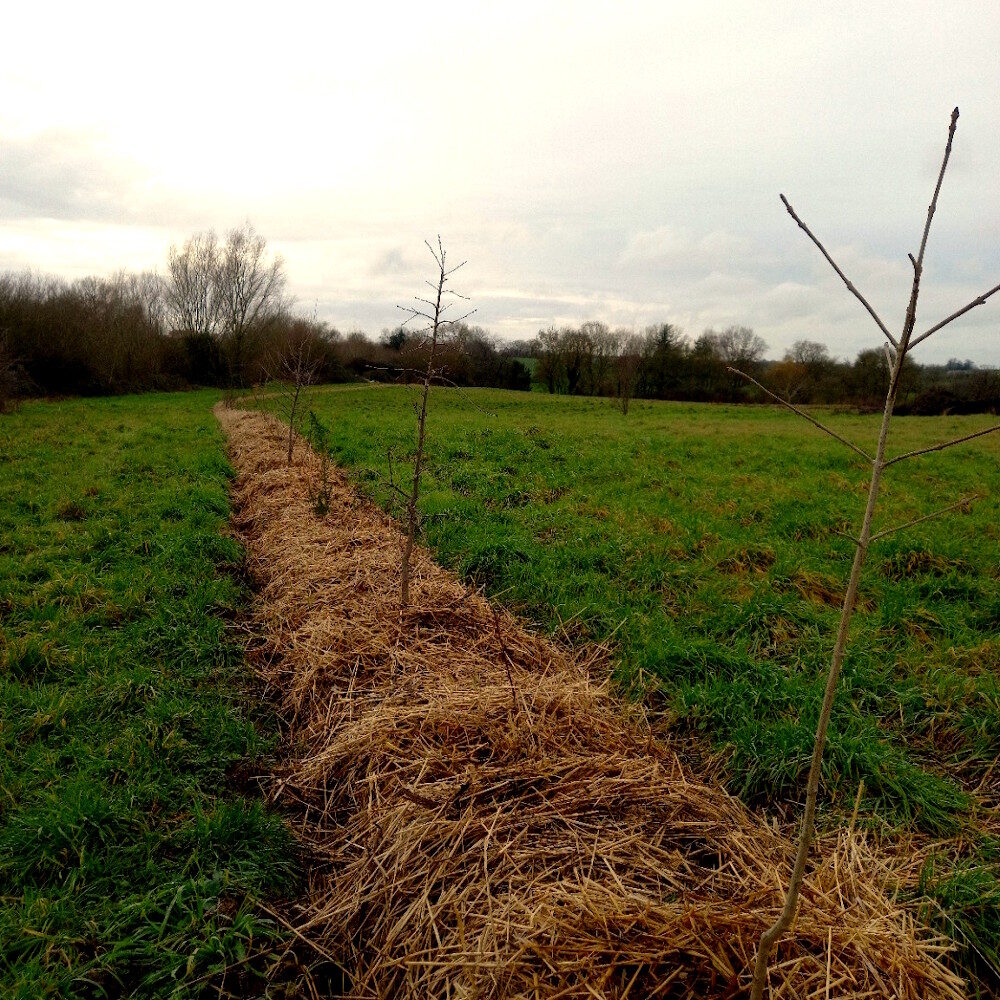 Plantations chez Mathieu du Petit Lérot