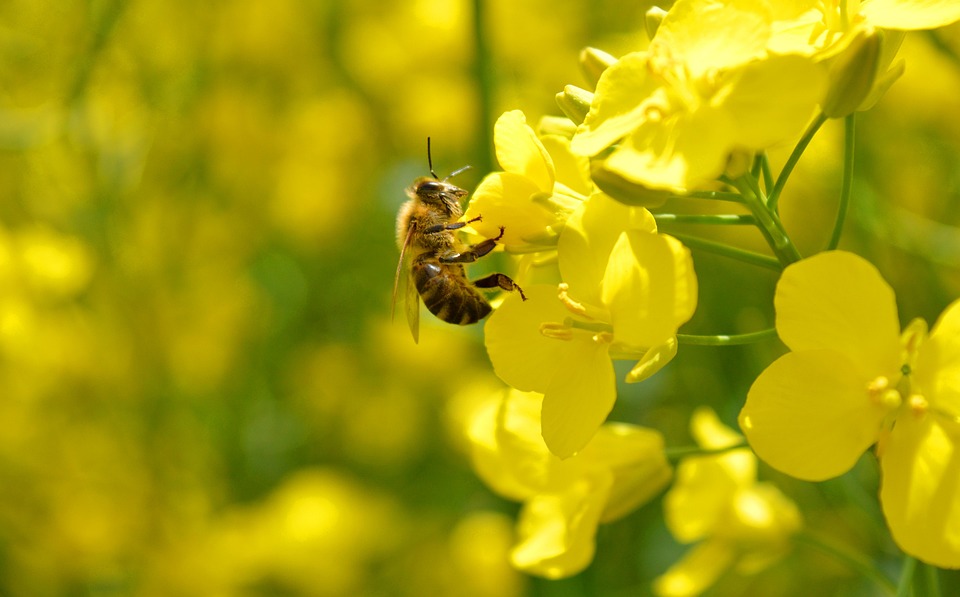 Pollinisation !